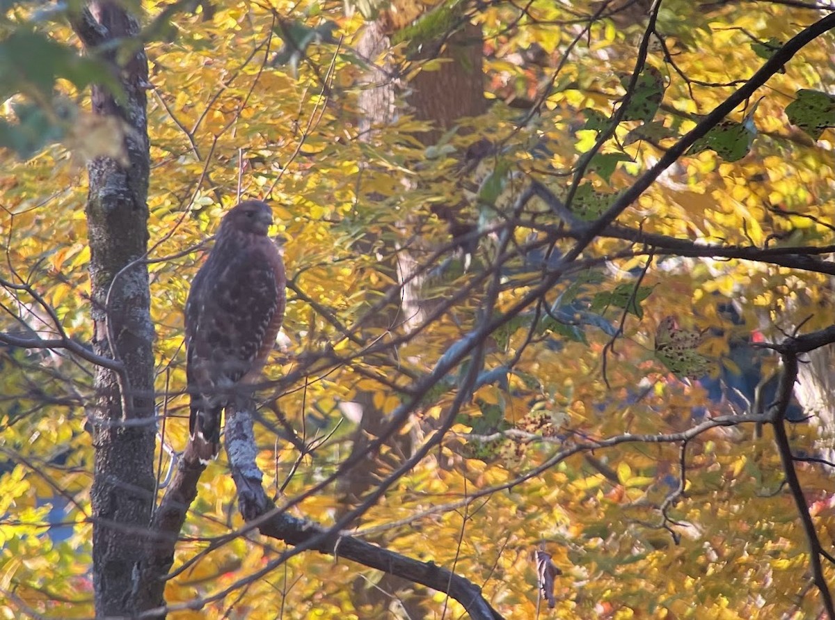 Red-shouldered Hawk - ML634173251