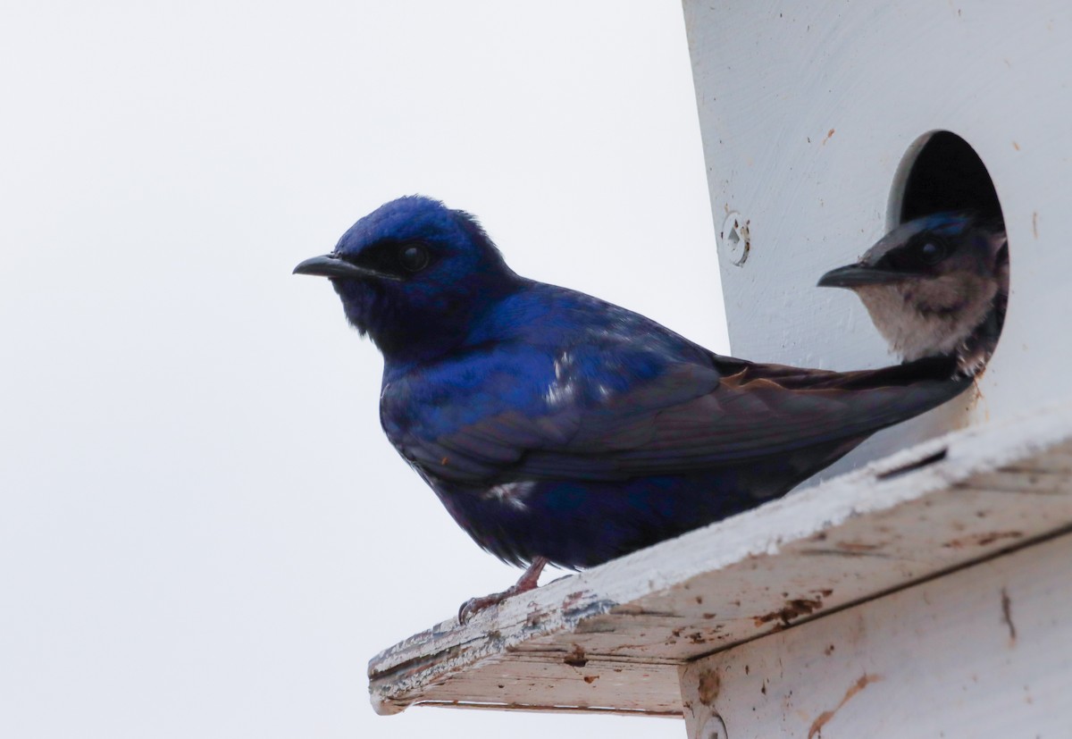 Purple Martin - ML634173253