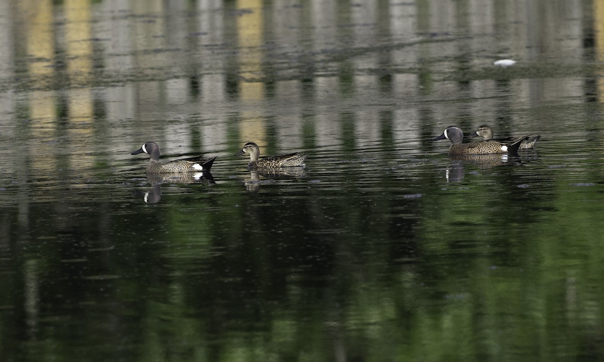 Blue-winged Teal - ML634173269