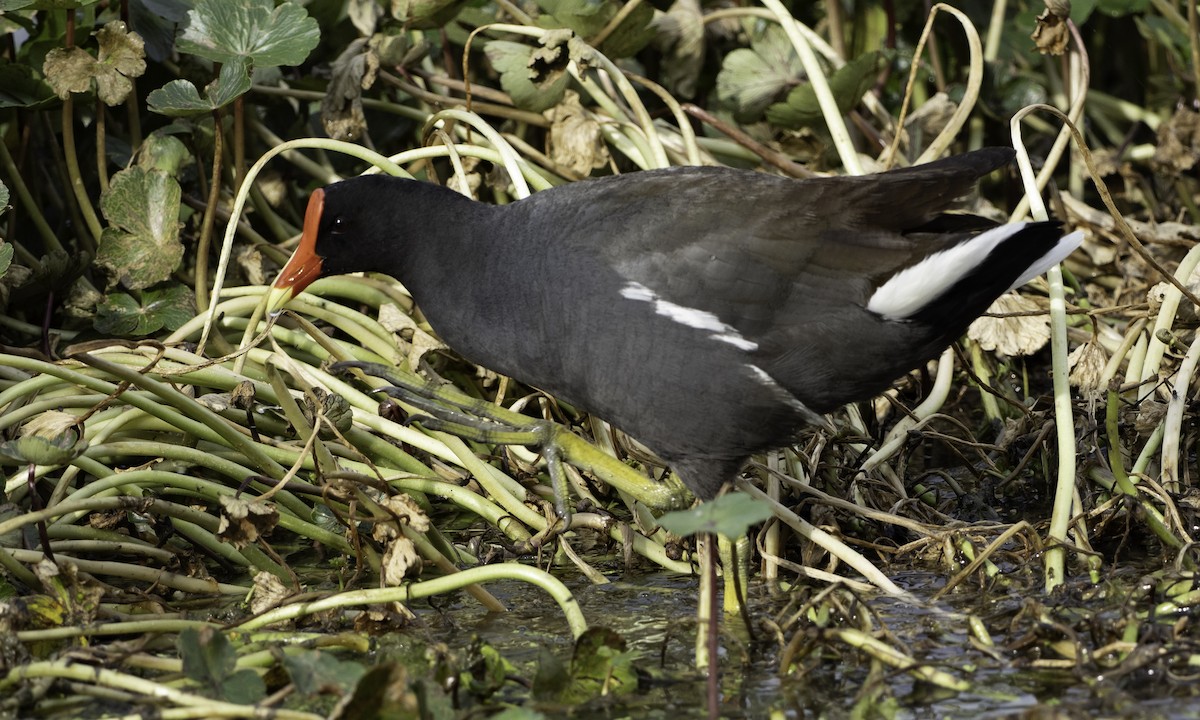 Common Gallinule - ML634173288