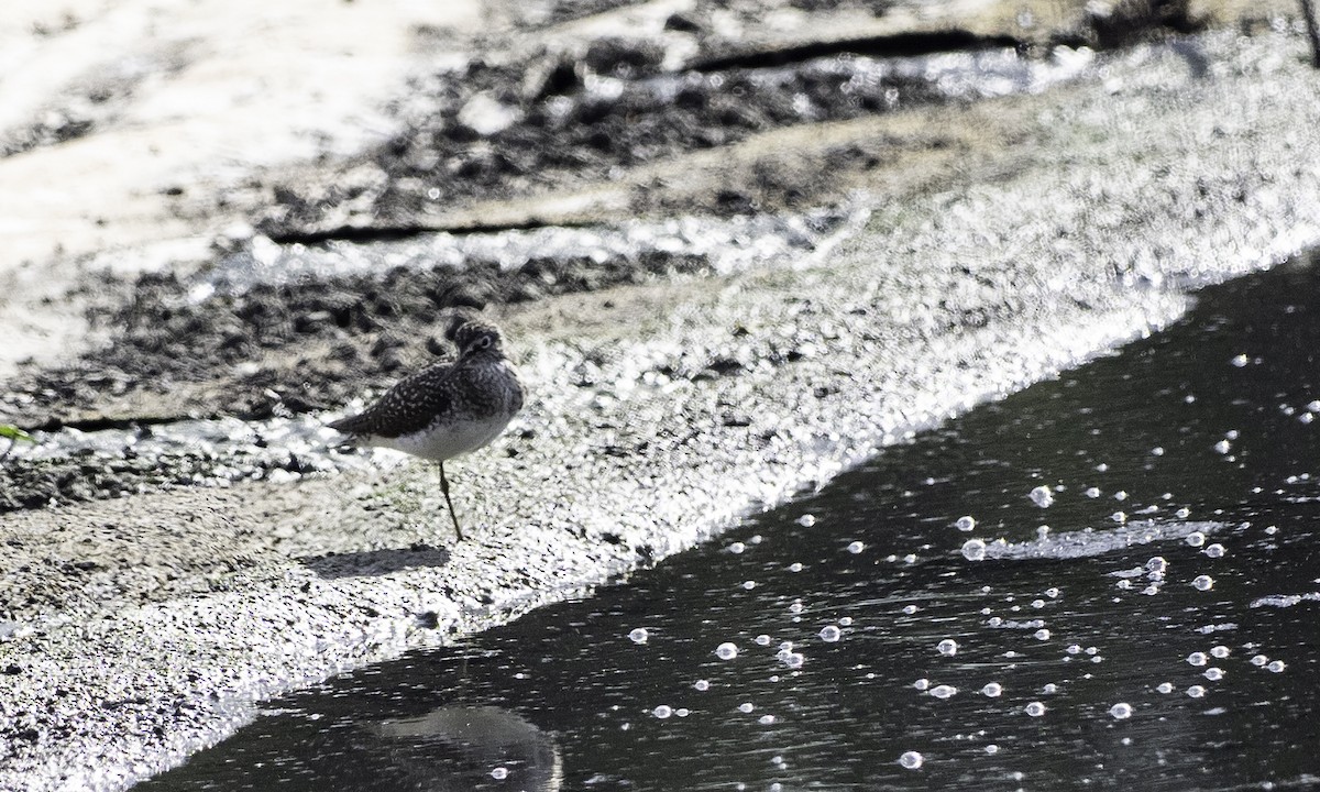 Solitary Sandpiper - ML634173295