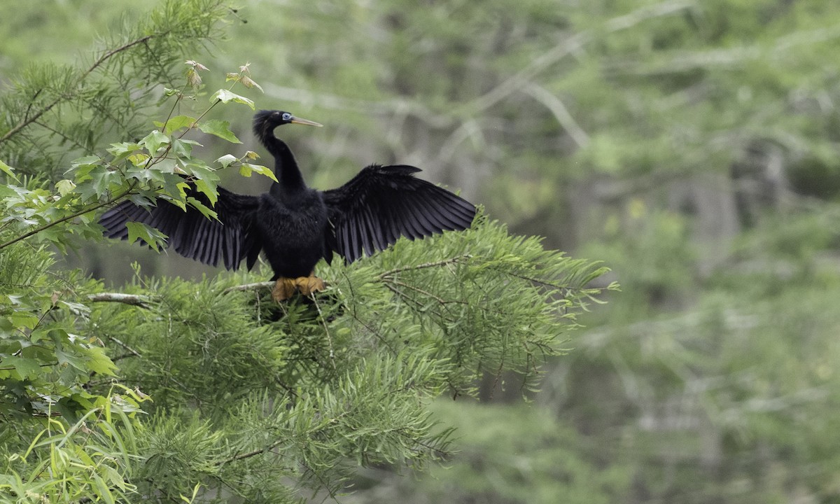 Anhinga - ML634173311