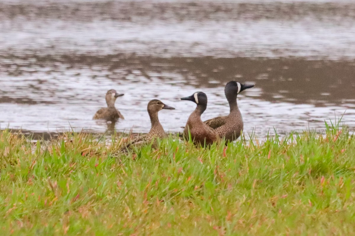Blue-winged Teal - ML634173319