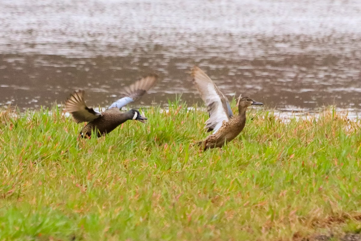Blue-winged Teal - ML634173320