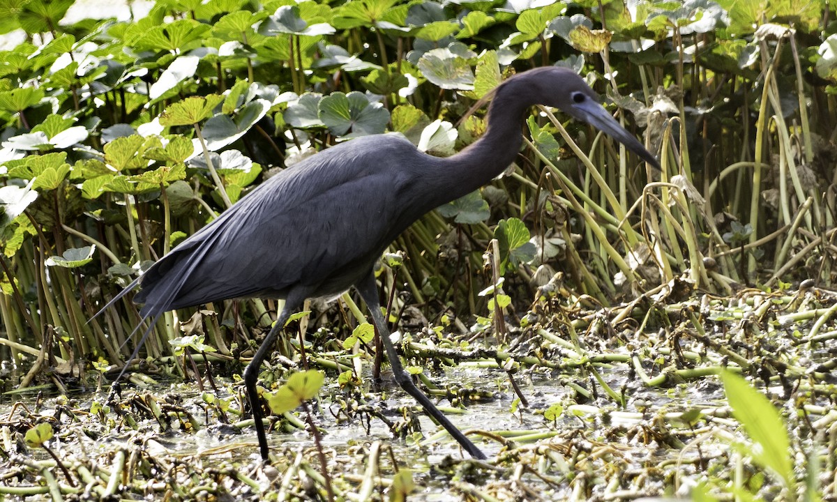 Little Blue Heron - ML634173323