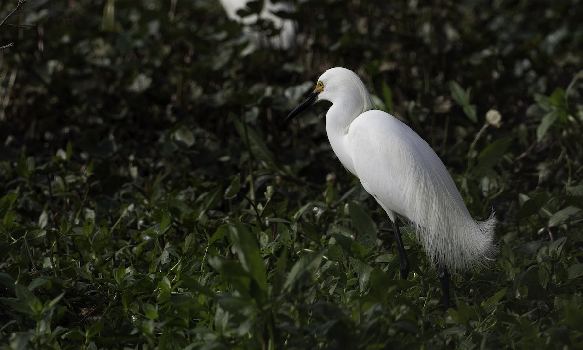 Snowy Egret - ML634173337