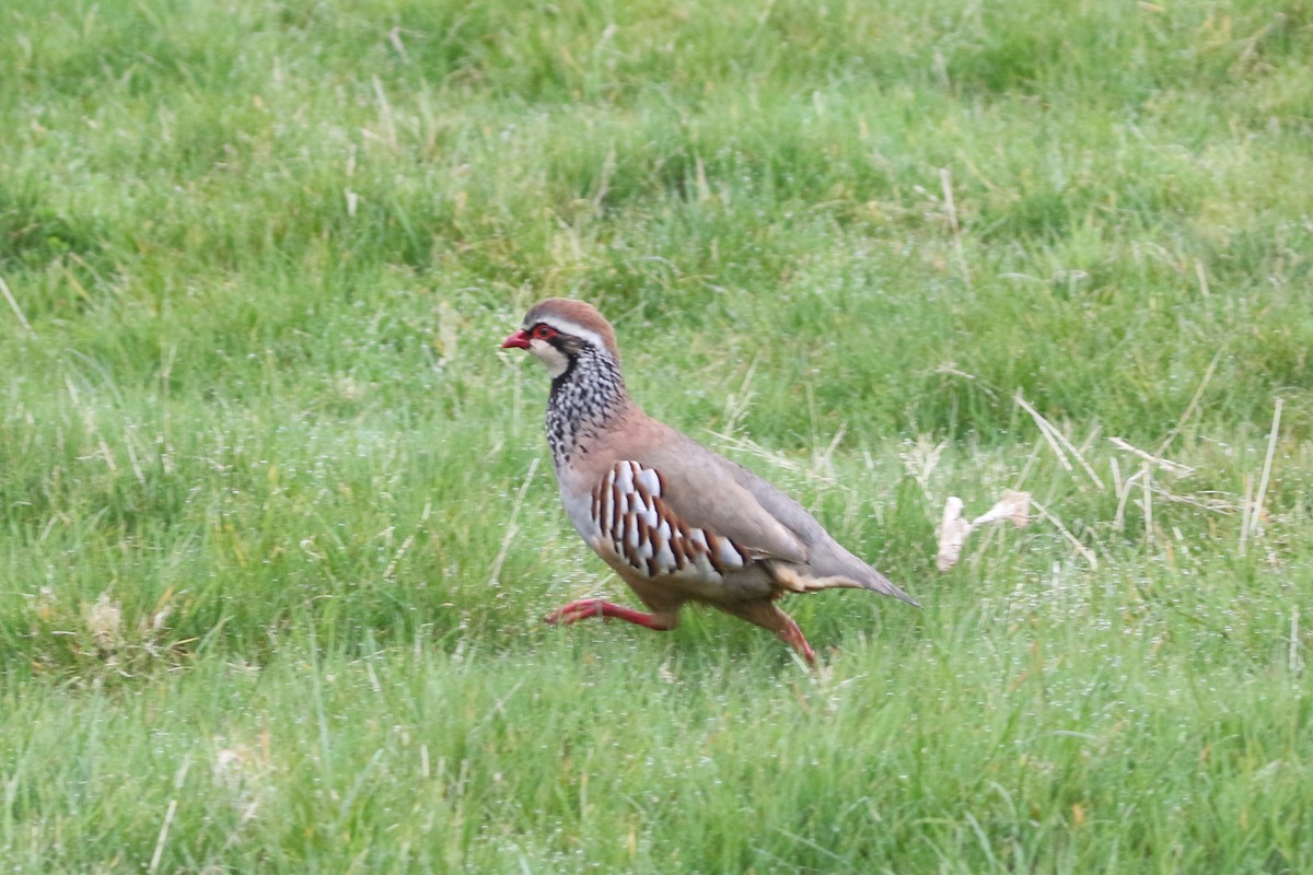 Red-legged Partridge - ML634173342