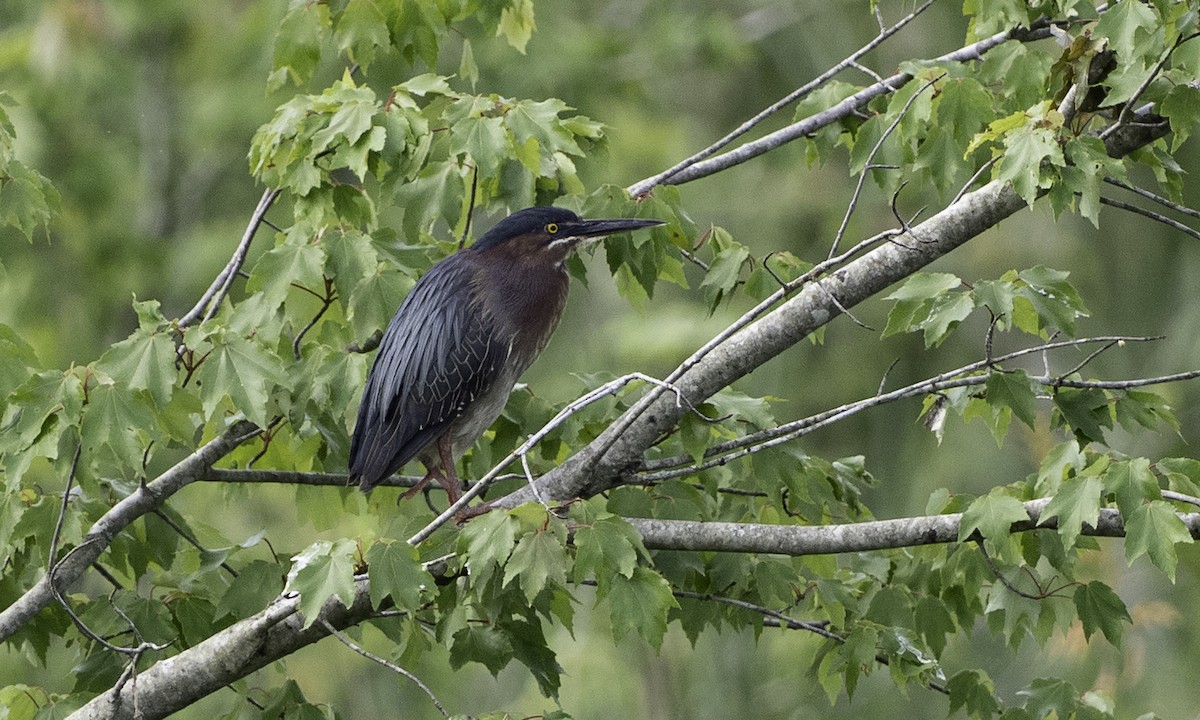 Green Heron - ML634173346