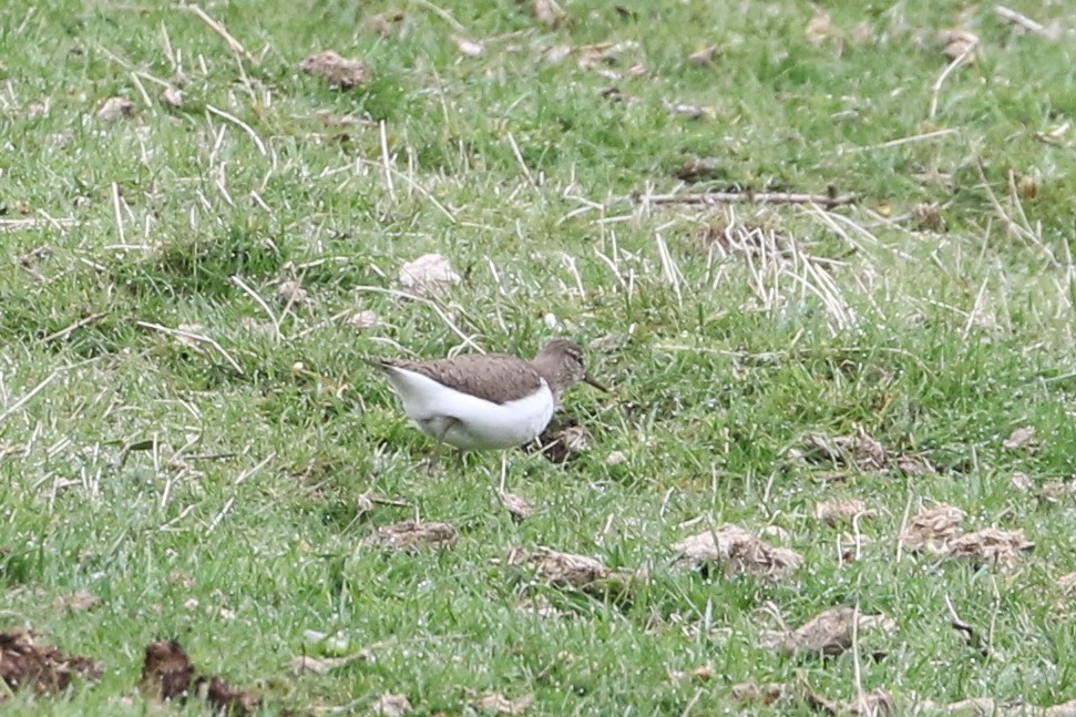 Хайргын хөгчүү - ML634173349