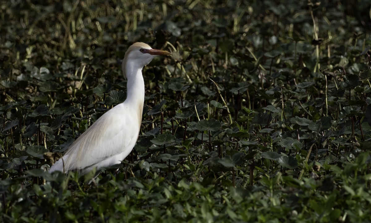 Western Cattle-Egret - ML634173353