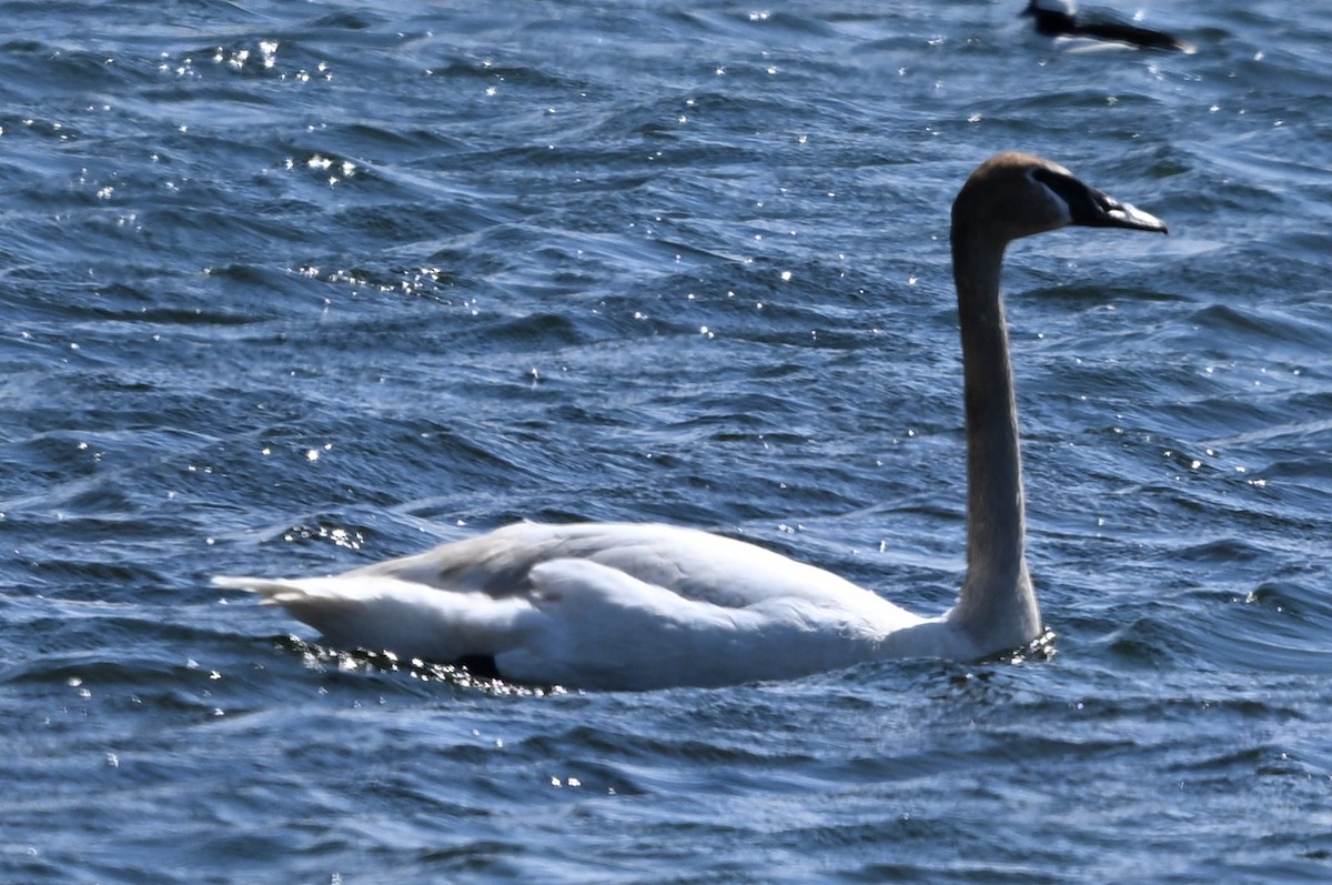 Trumpeter Swan - ML634173354