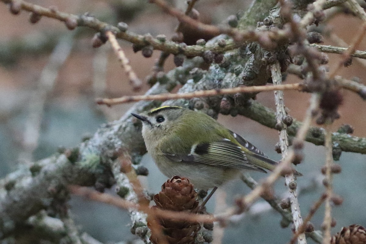Шар мэлзэн задуулай - ML634173383