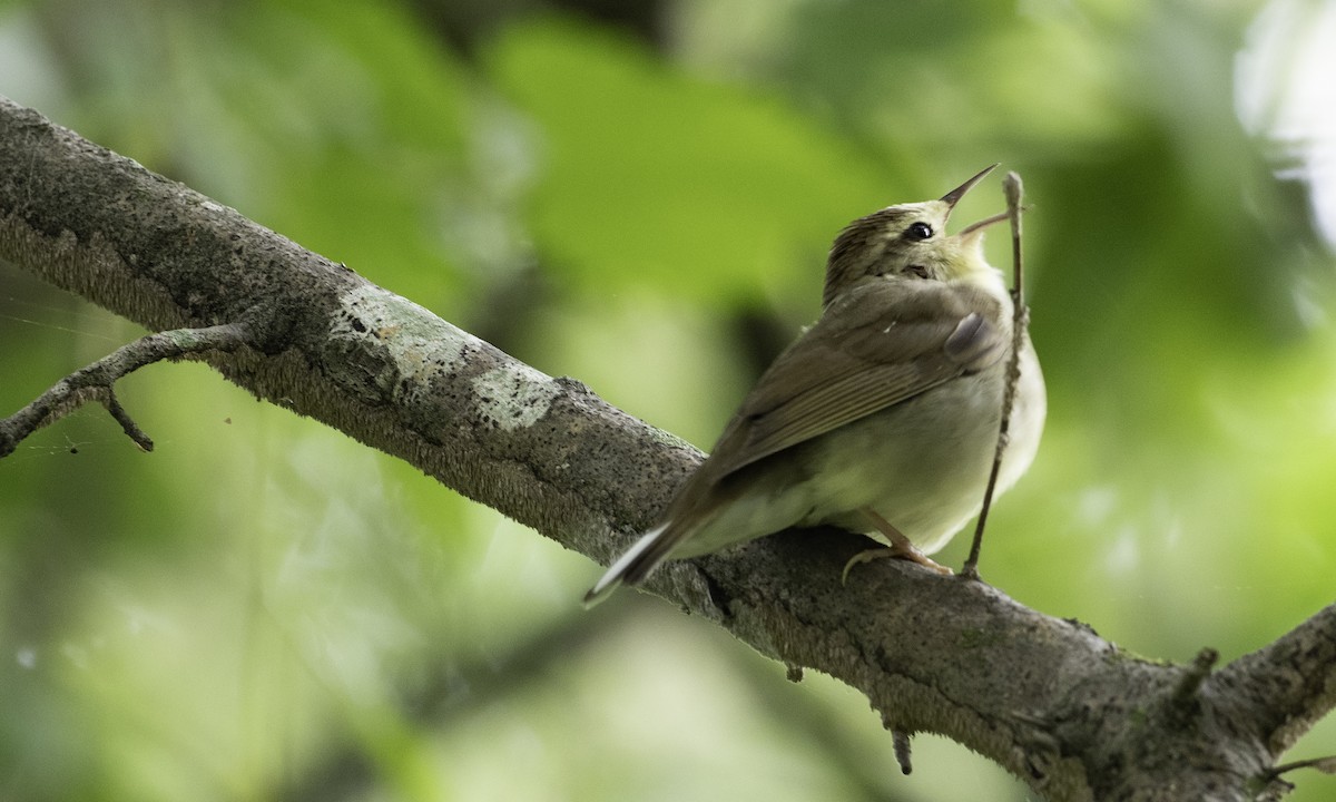 Swainson's Warbler - ML634173399