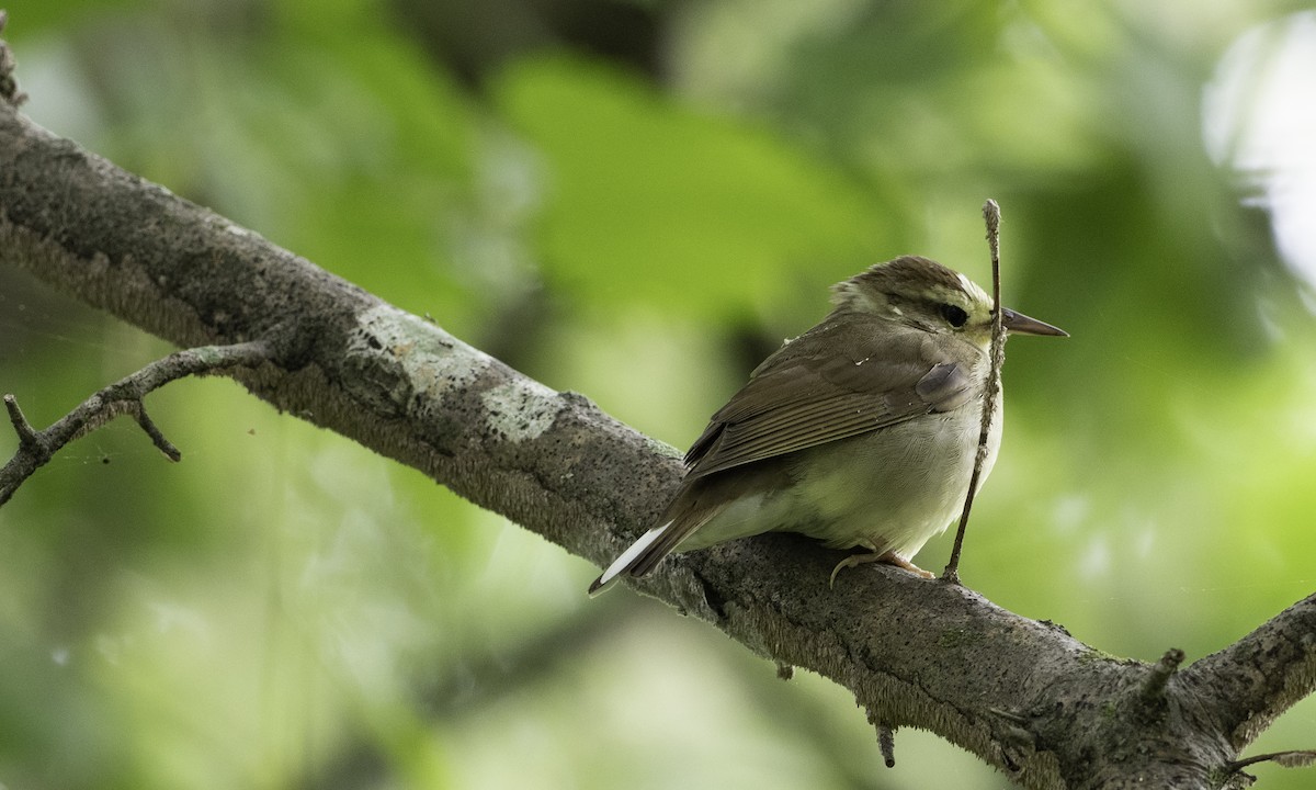 Swainson's Warbler - ML634173400