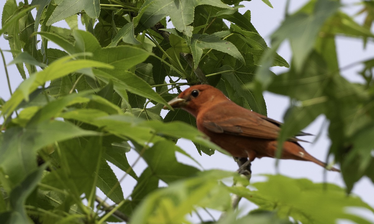 Summer Tanager - ML634173414