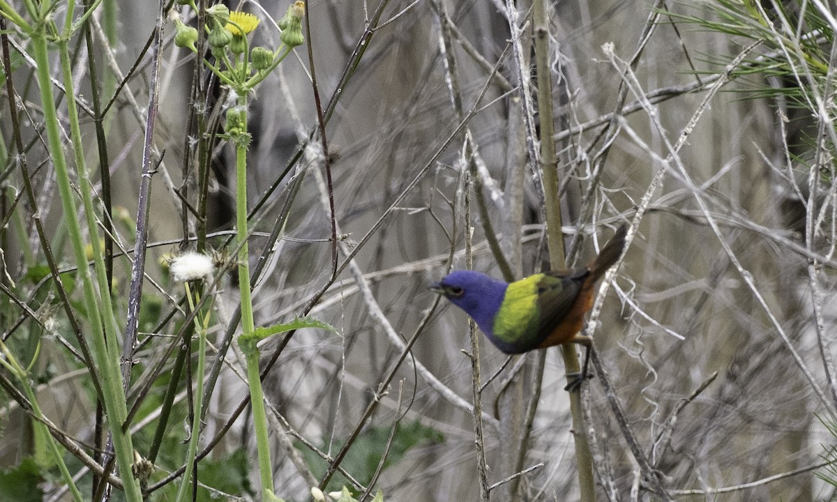 Painted Bunting - ML634173437