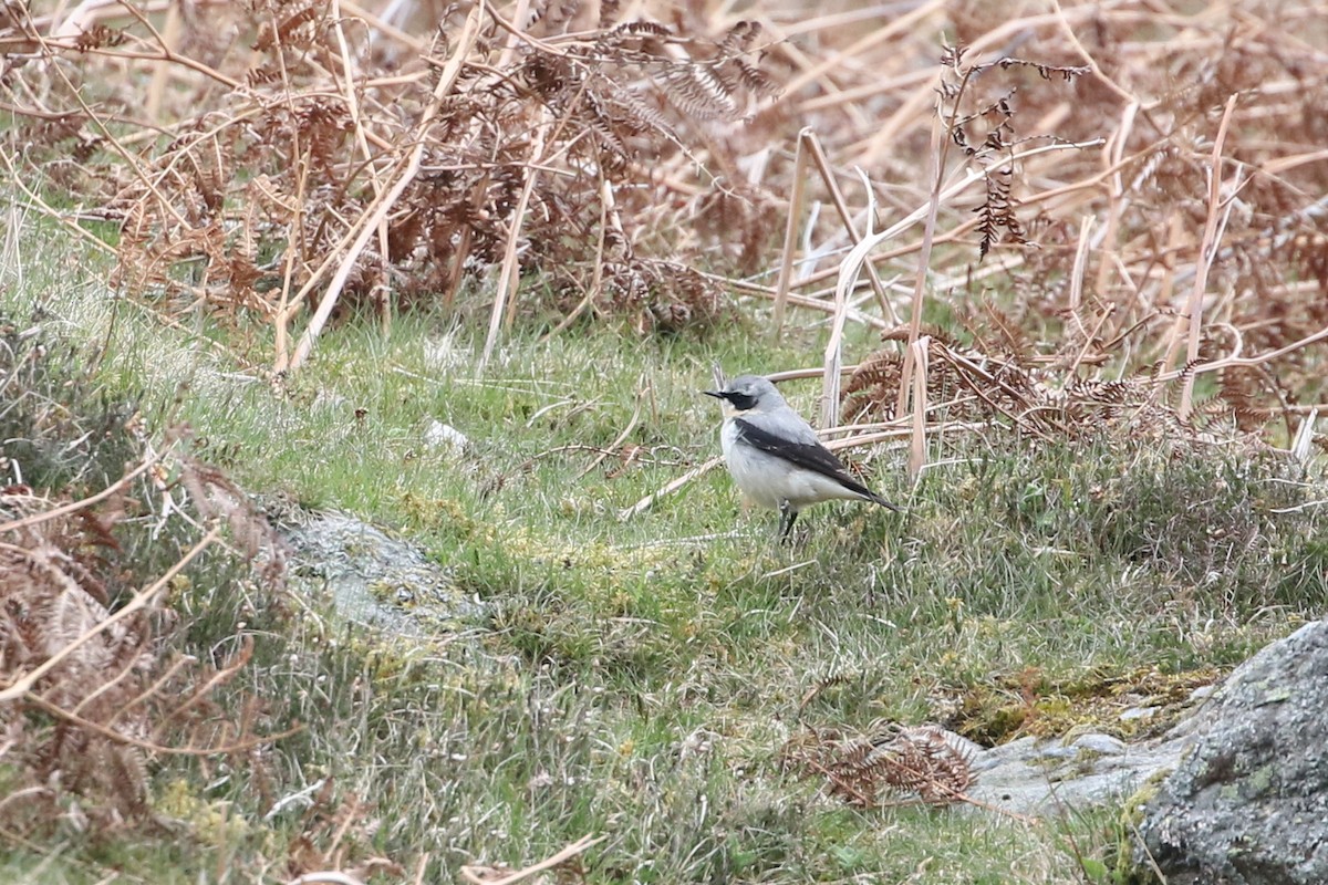 Northern Wheatear (Eurasian) - ML634173444
