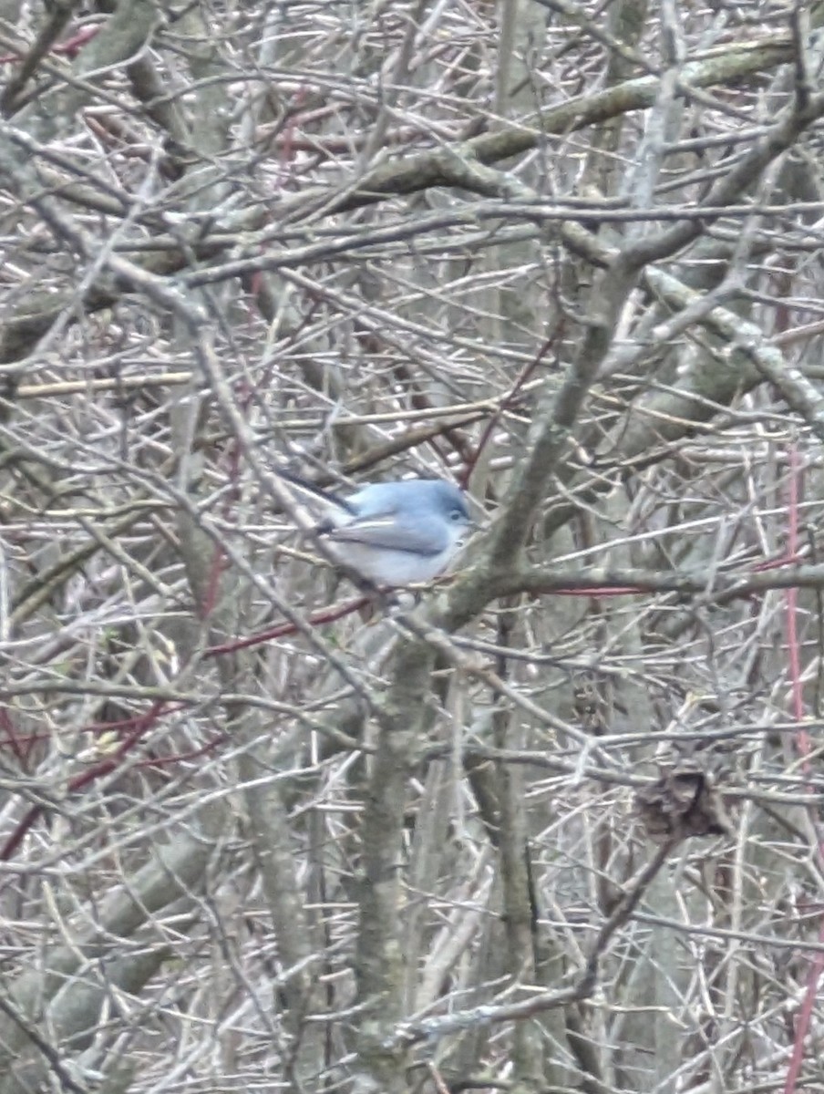 nordmyggsmett - ML634173471