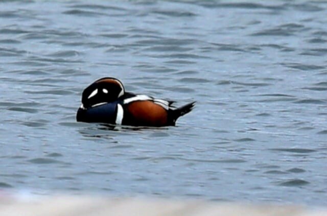 Harlequin Duck - ML634173536