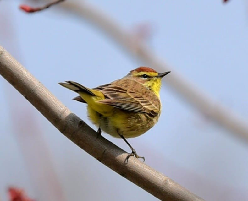 Palm Warbler - ML634173558