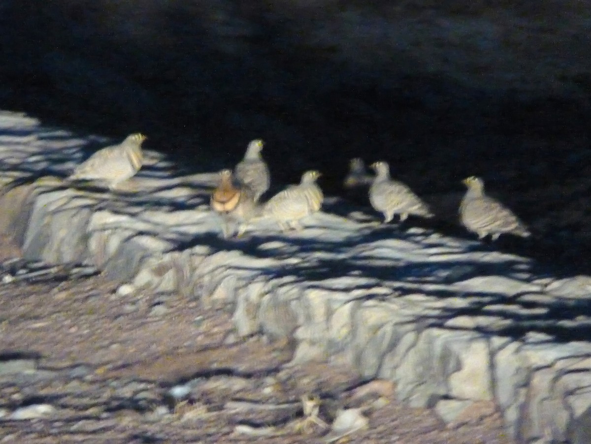 Lichtenstein's Sandgrouse - ML63417381