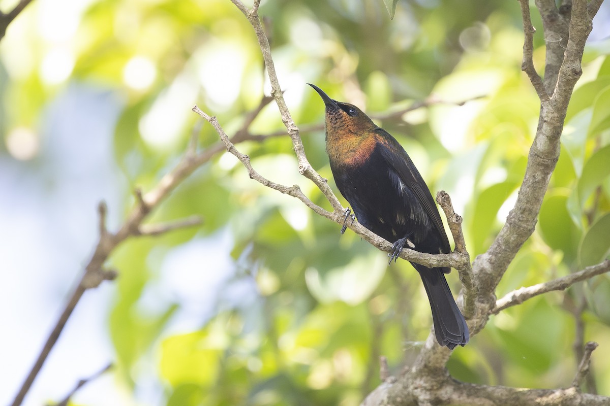 Copper Sunbird - Alexander Hagge
