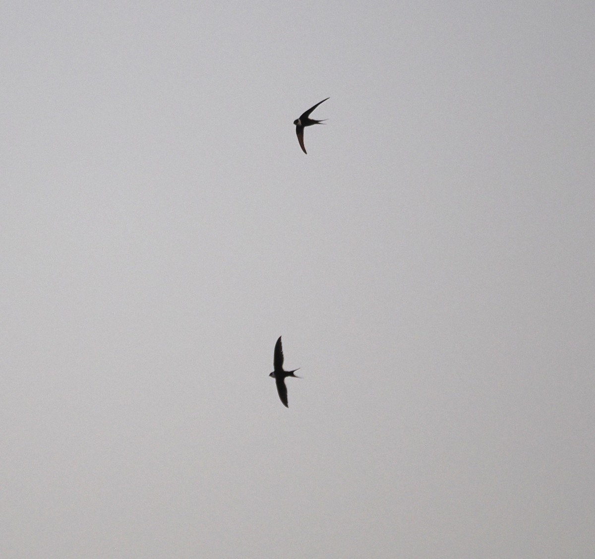 Great Swallow-tailed Swift - ML634173924