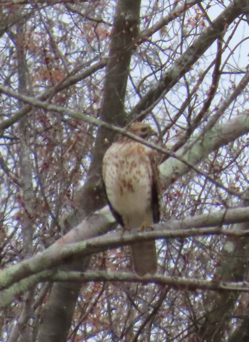 Red-shouldered Hawk - ML634173971