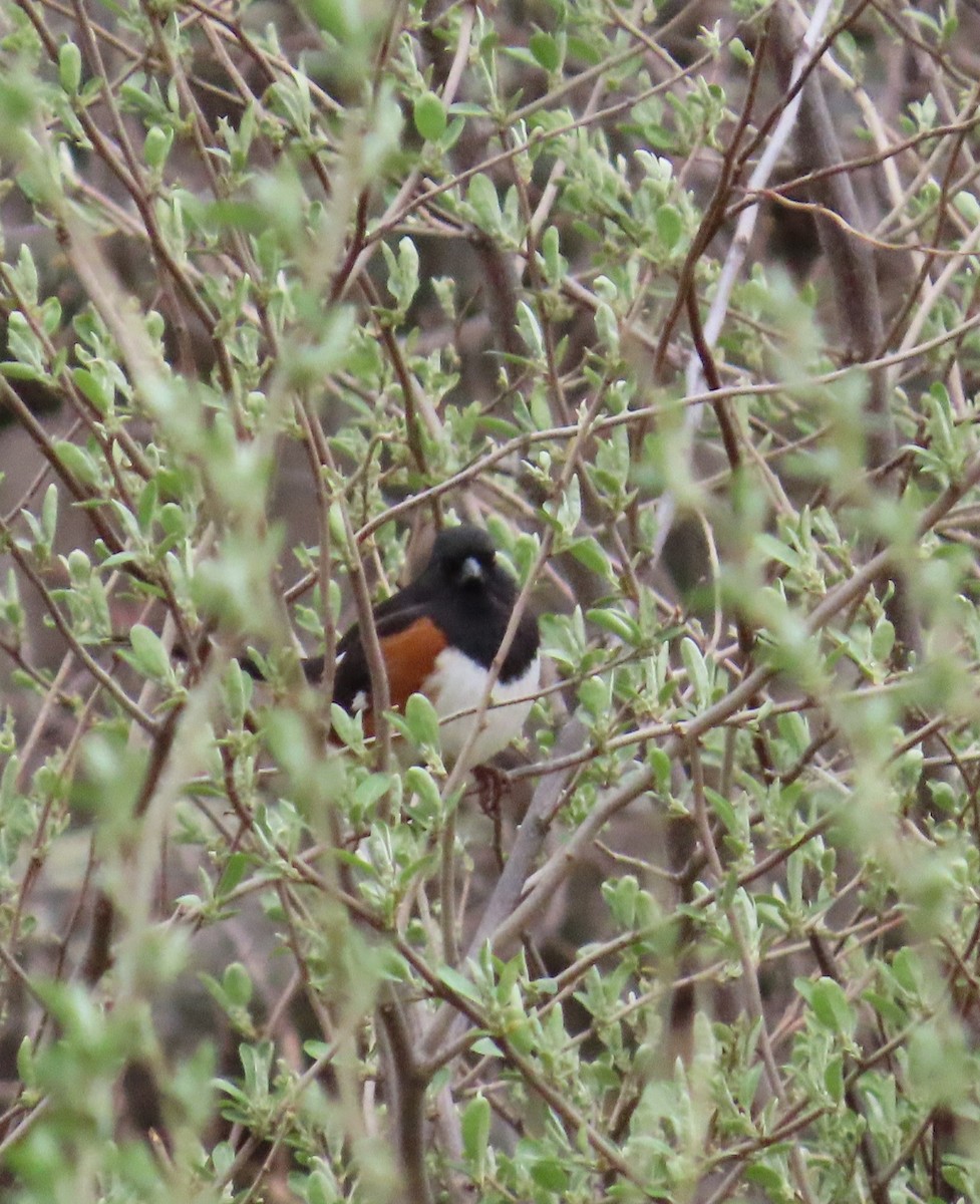 Eastern Towhee - ML634173998
