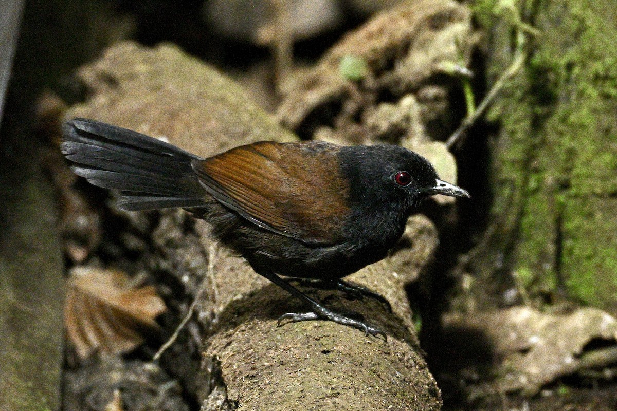 Western Fire-eye (Black-bellied) - ML634174048