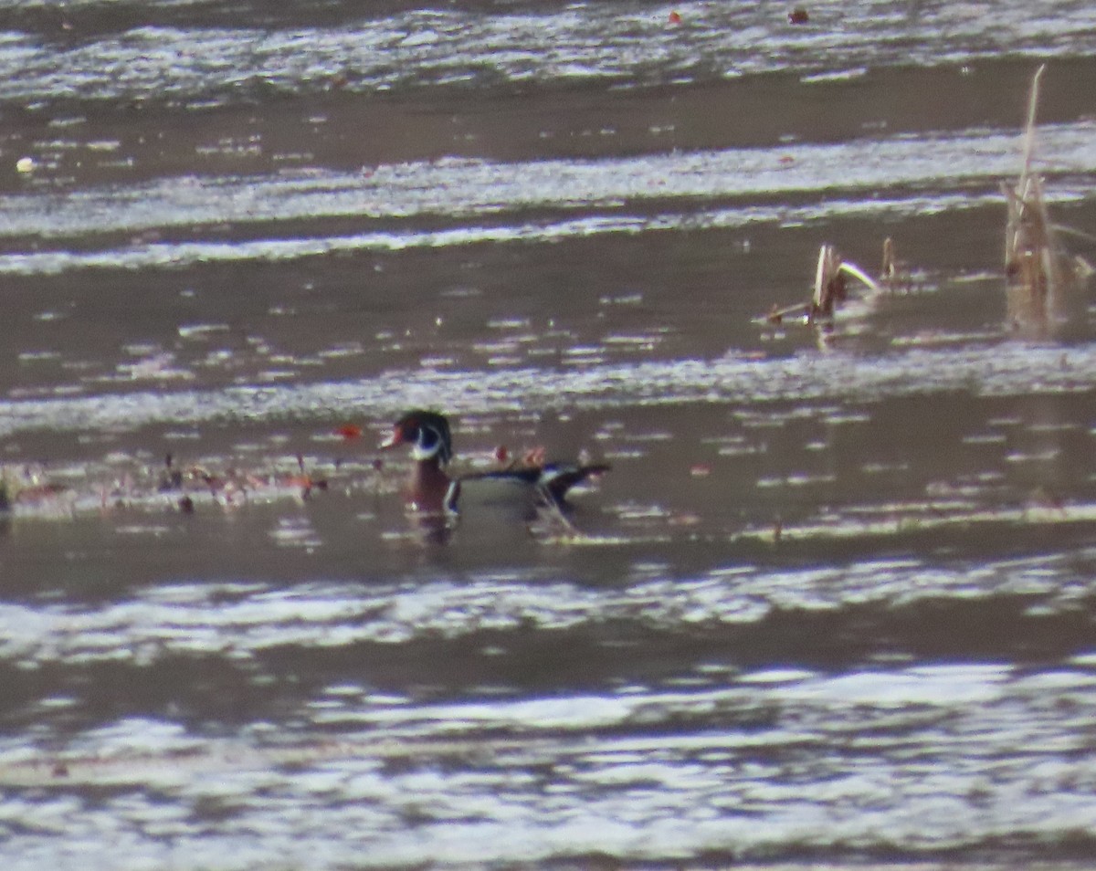 Wood Duck - ML634174115