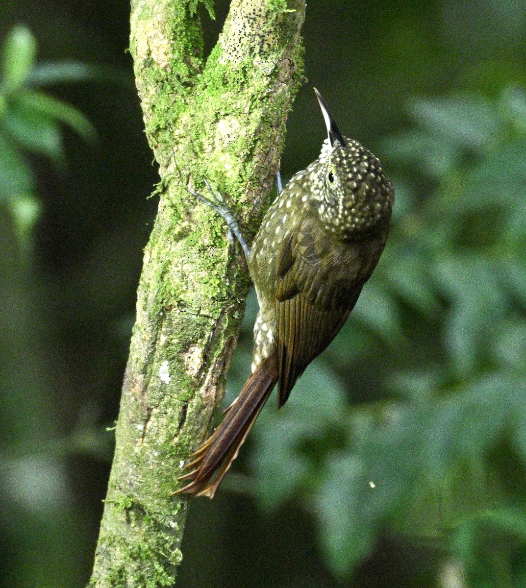 Olive-backed Woodcreeper - ML634174155