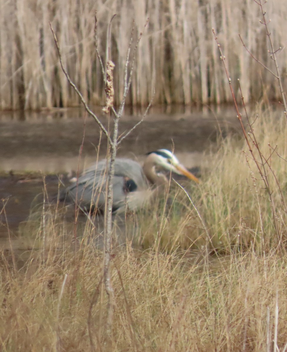 Great Blue Heron - ML634174156