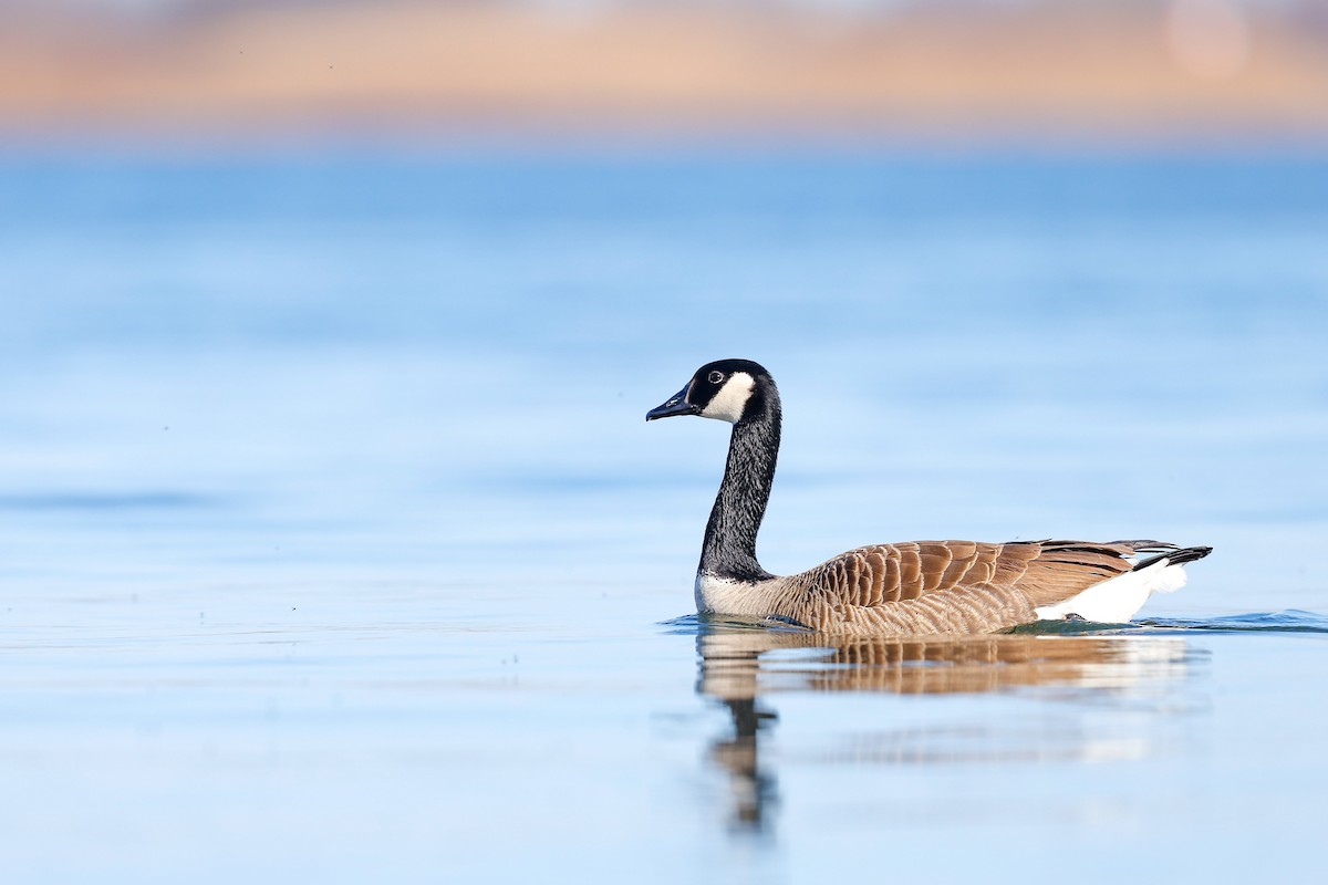 Canada Goose - ML634174407