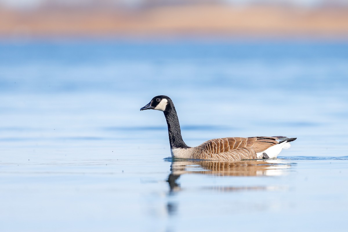 Canada Goose - ML634174421