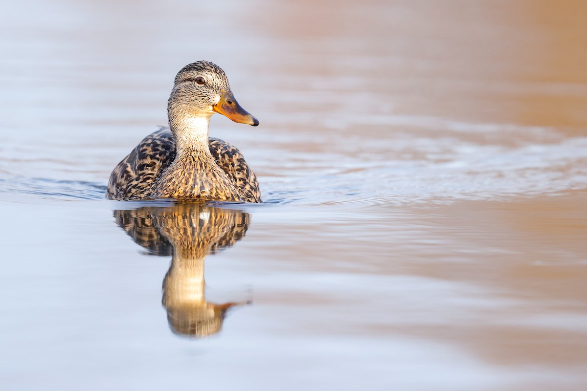 Mallard - ML634174431