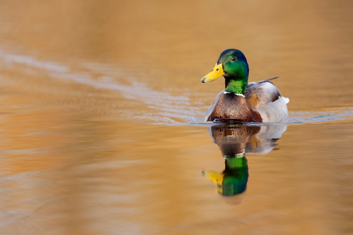 Mallard - ML634174449