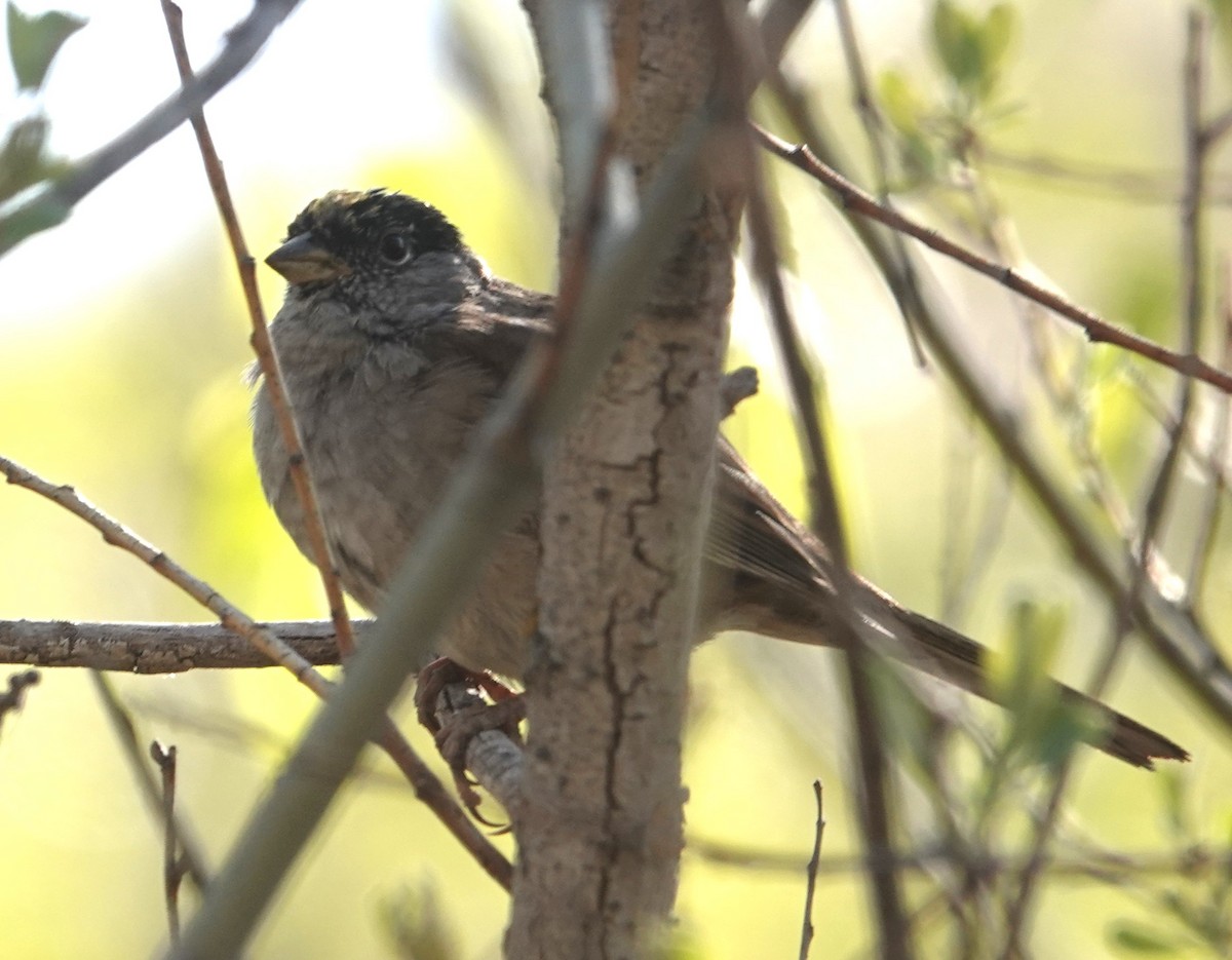 Golden-crowned Sparrow - ML634174454
