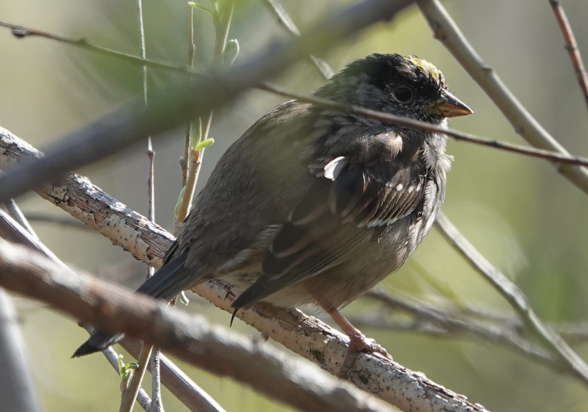Golden-crowned Sparrow - ML634174461