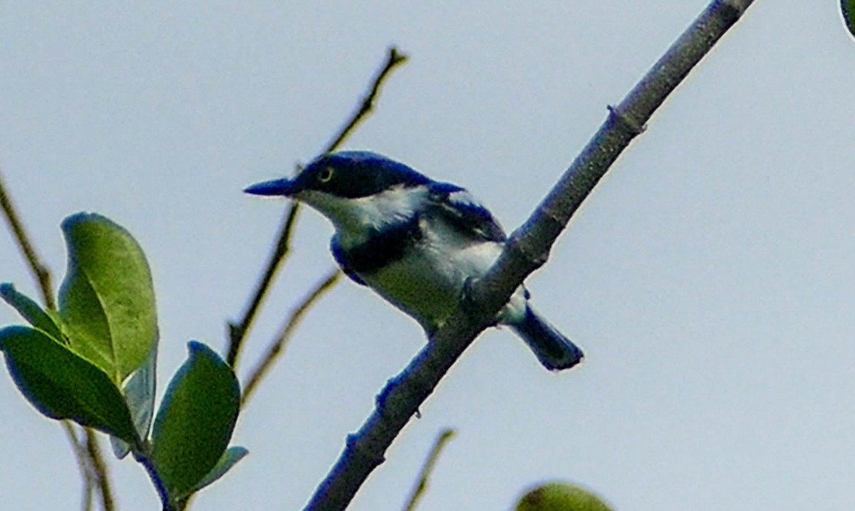 Kinnfleckschnäpper - ML634174467