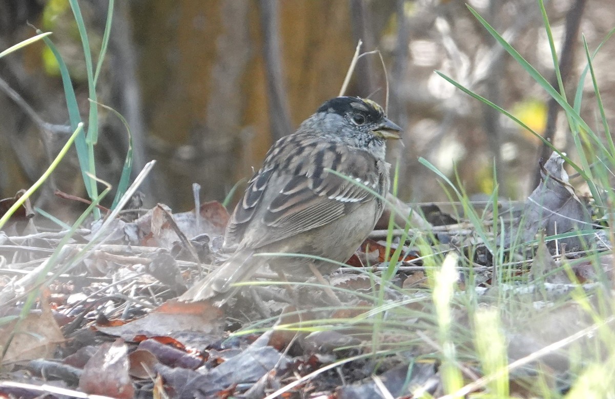 Golden-crowned Sparrow - ML634174468