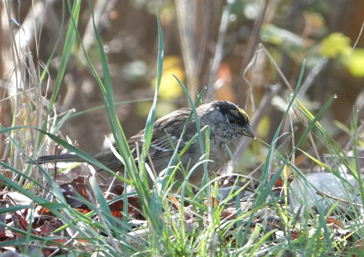 Golden-crowned Sparrow - ML634174483