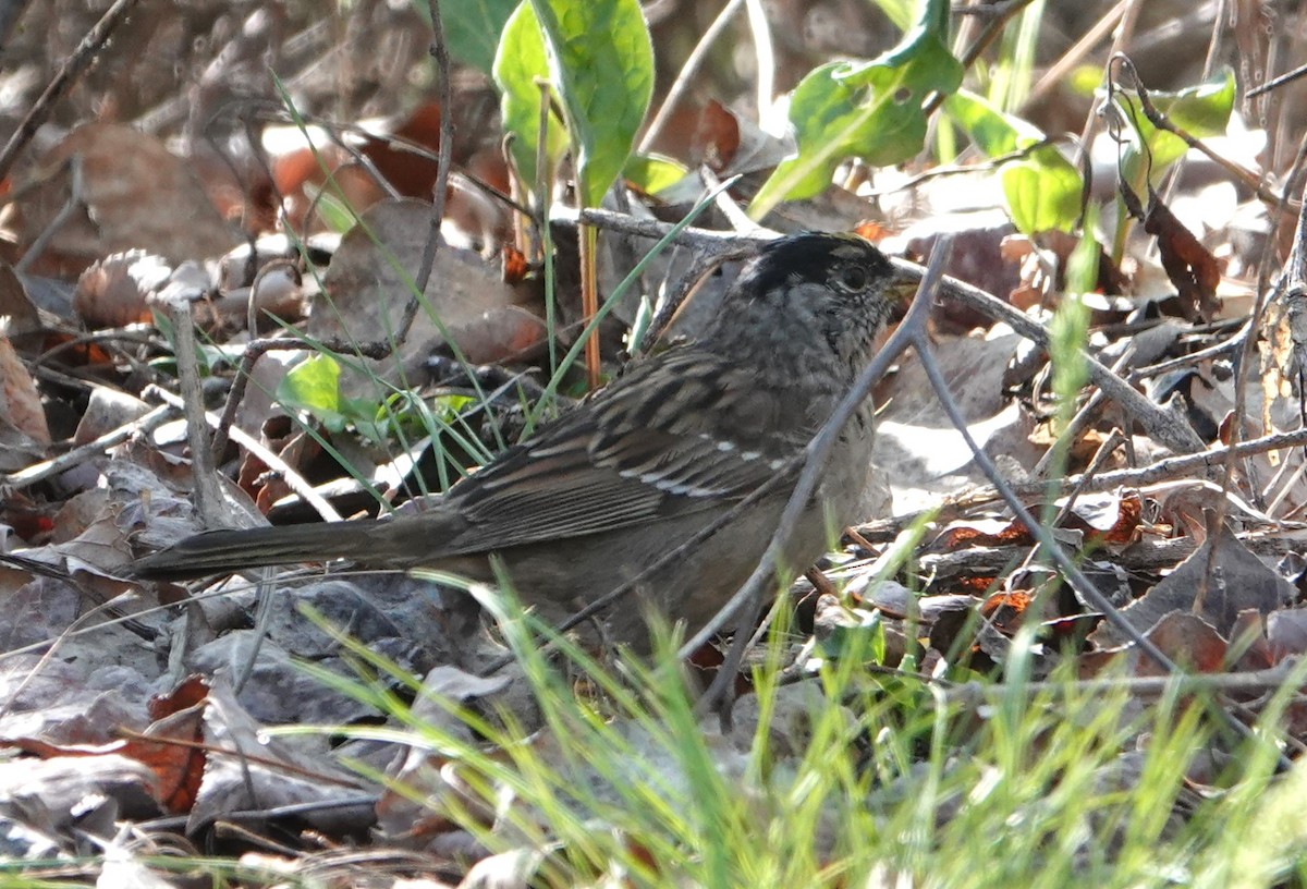 Golden-crowned Sparrow - ML634174489