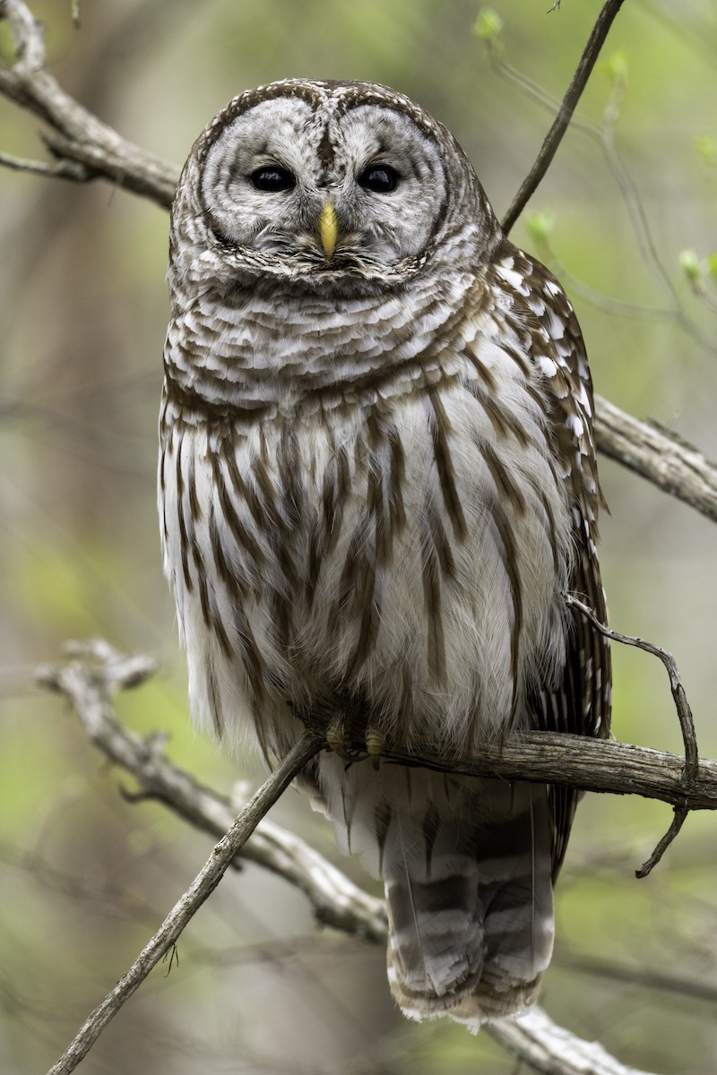 Barred Owl - ML634174550