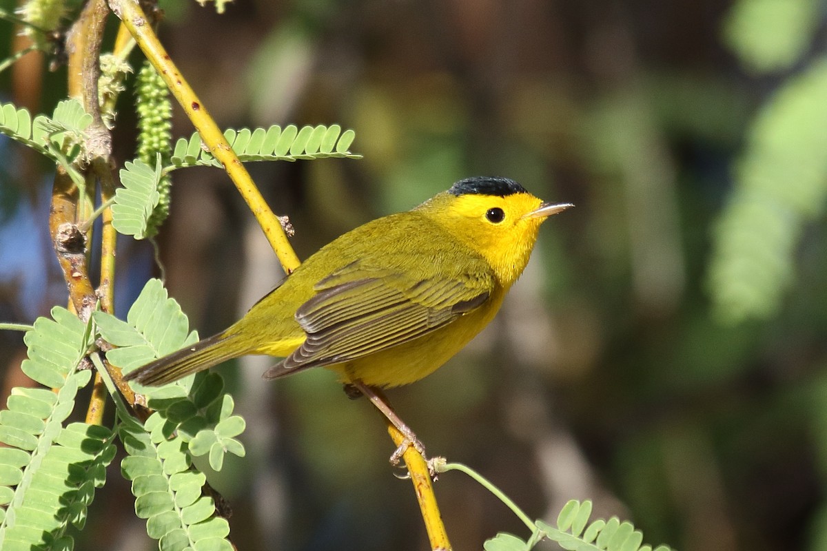 Wilson's Warbler - ML634174646
