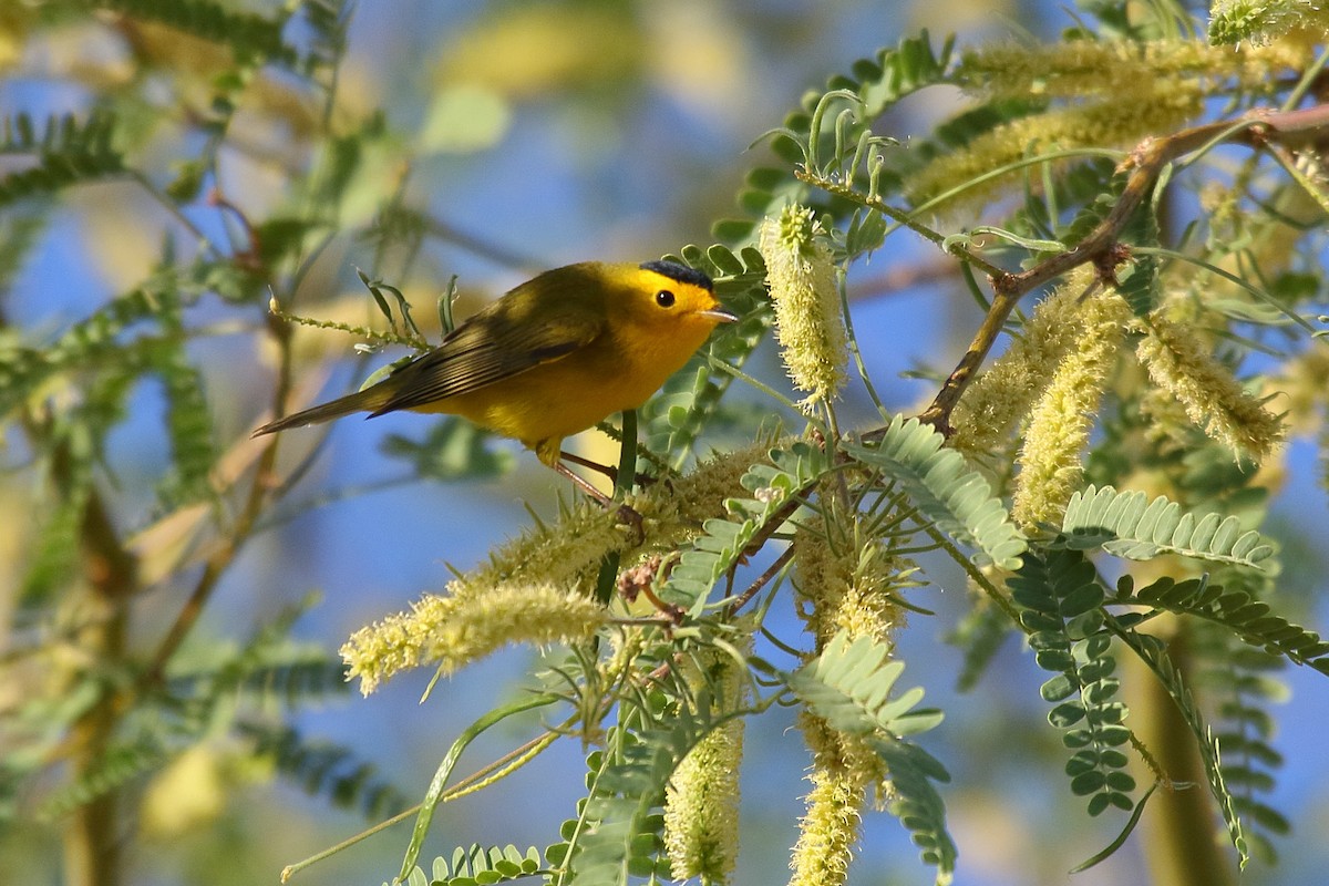 Wilson's Warbler - ML634174647