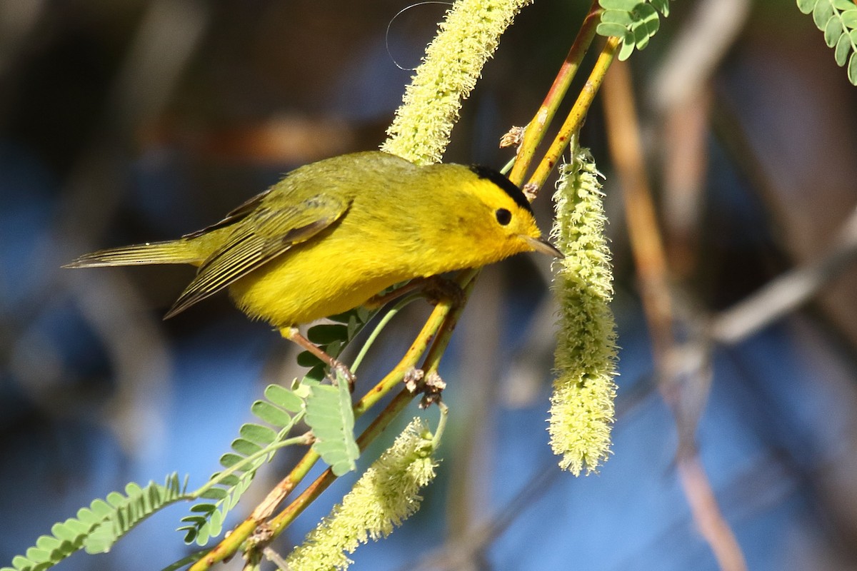 Wilson's Warbler - ML634174648