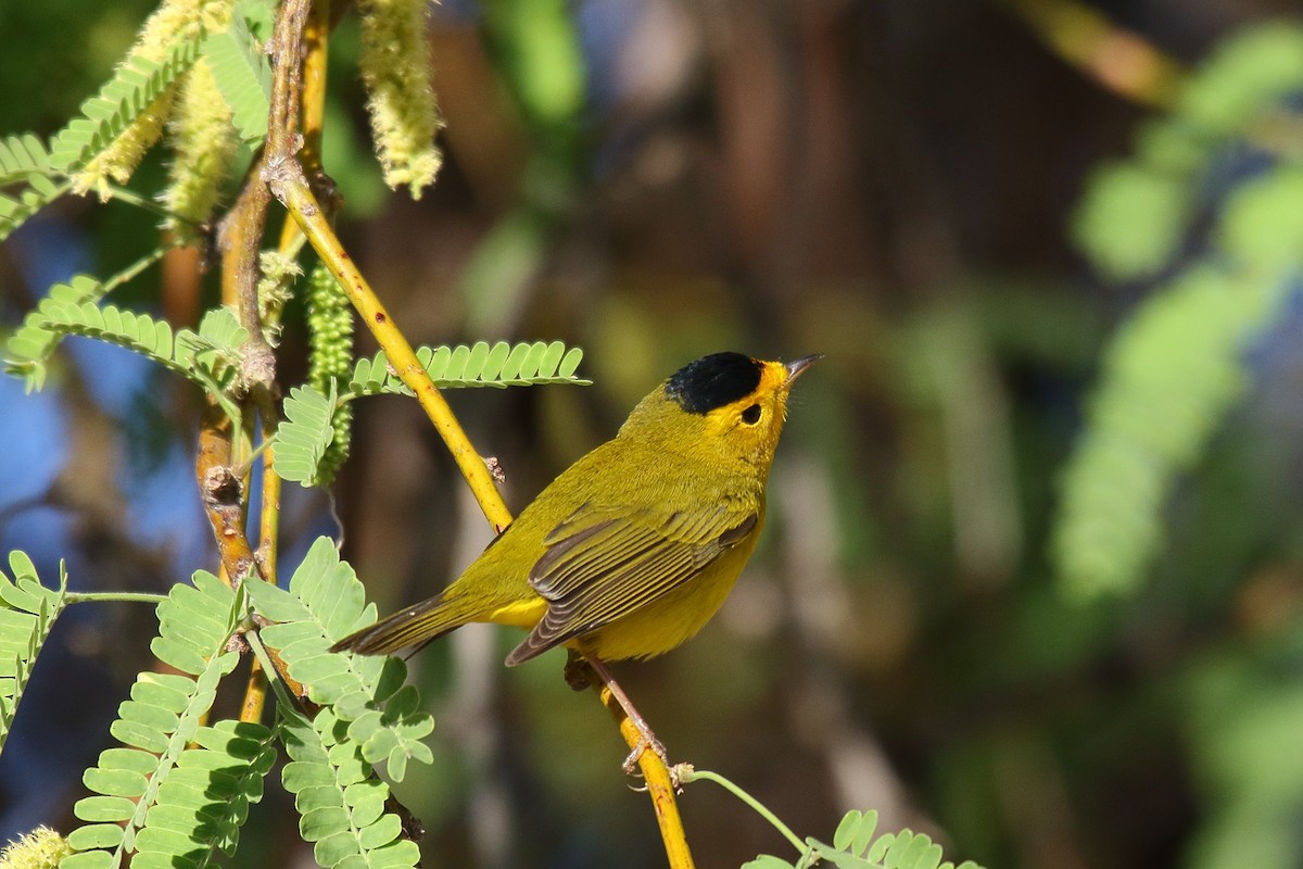 Wilson's Warbler - ML634174649