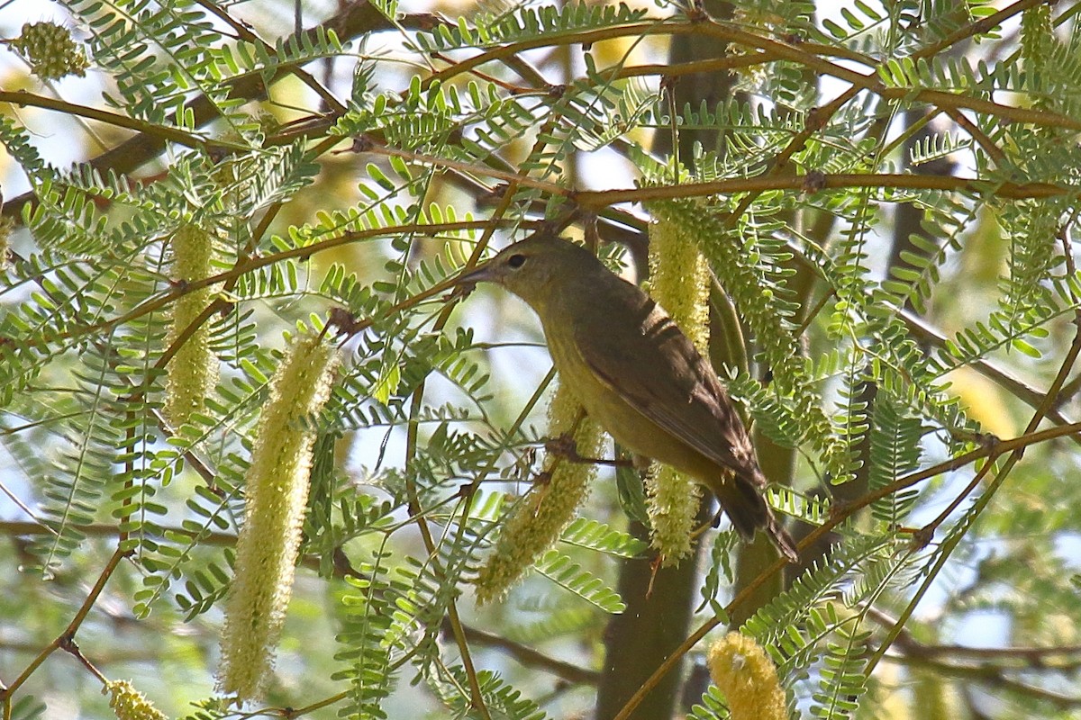 Orange-crowned Warbler - ML634174665