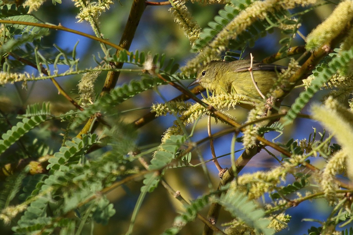Orange-crowned Warbler - ML634174666